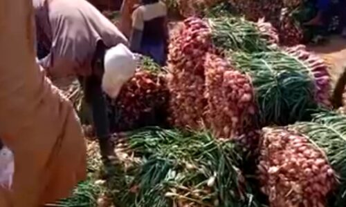The Hidden Costs of Poor-Quality Seeds: Challenges Faced by Onion Farmers in Sokoto and Kebbi