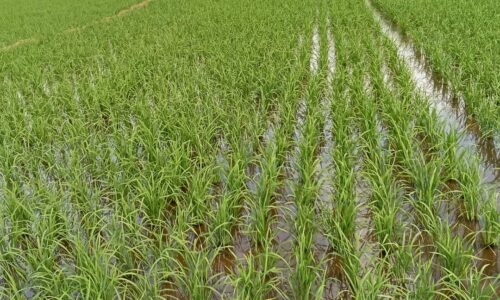 The Struggles and Aspirations of Small-Scale Rice Farmers in Kebbi State: A Call for Action